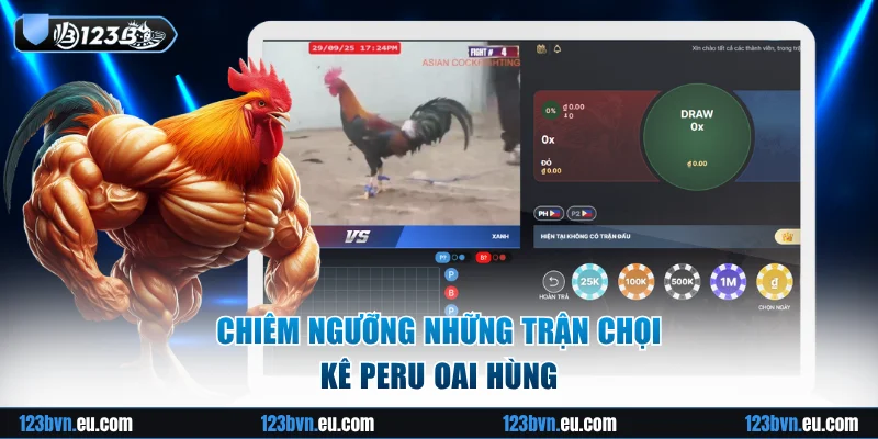Chiêm ngưỡng những trận chọi kê Peru oai hùng